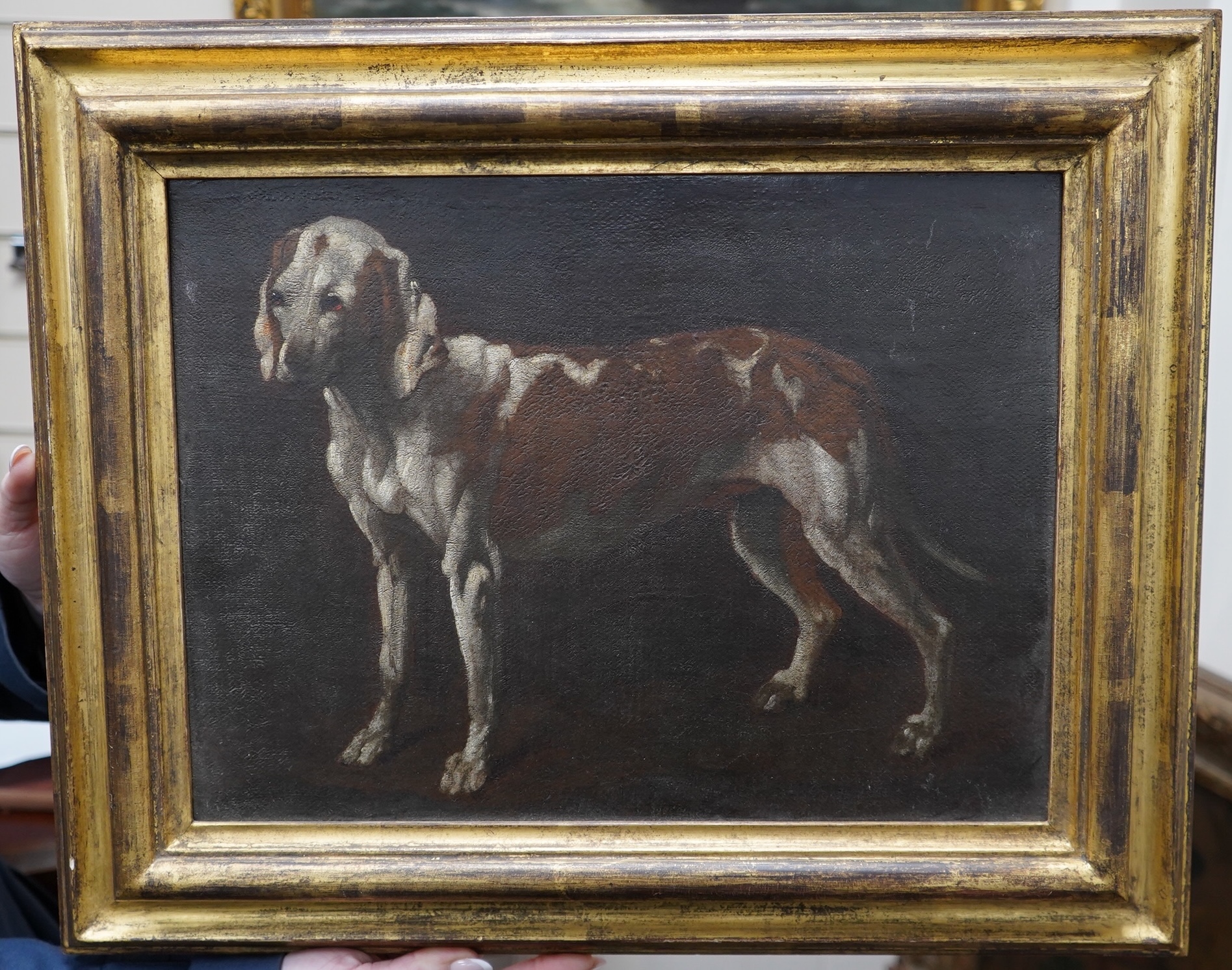 In the manner of George Stubbs ARA (1724-1806), oil on canvas, Study of a hound, signed, 26 x 35cm. Condition - fair to good